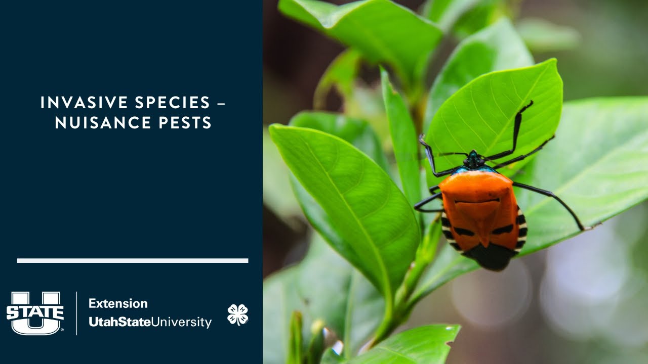 Invasive Species – Nuisance Pests