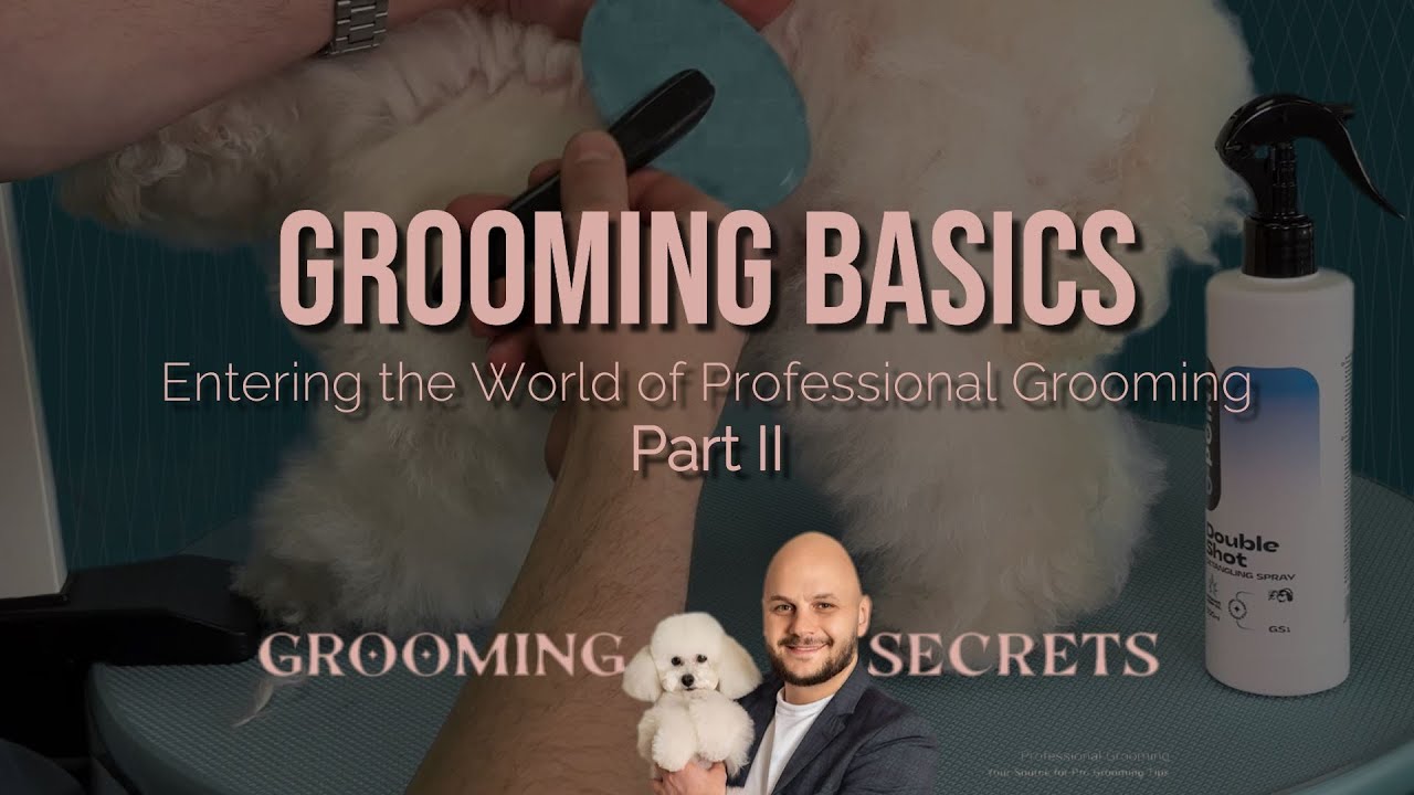 🐾 Grooming Basics: Richtig B&uuml;rsten - einfach erkl&auml;rt (Beispiel Pudel)