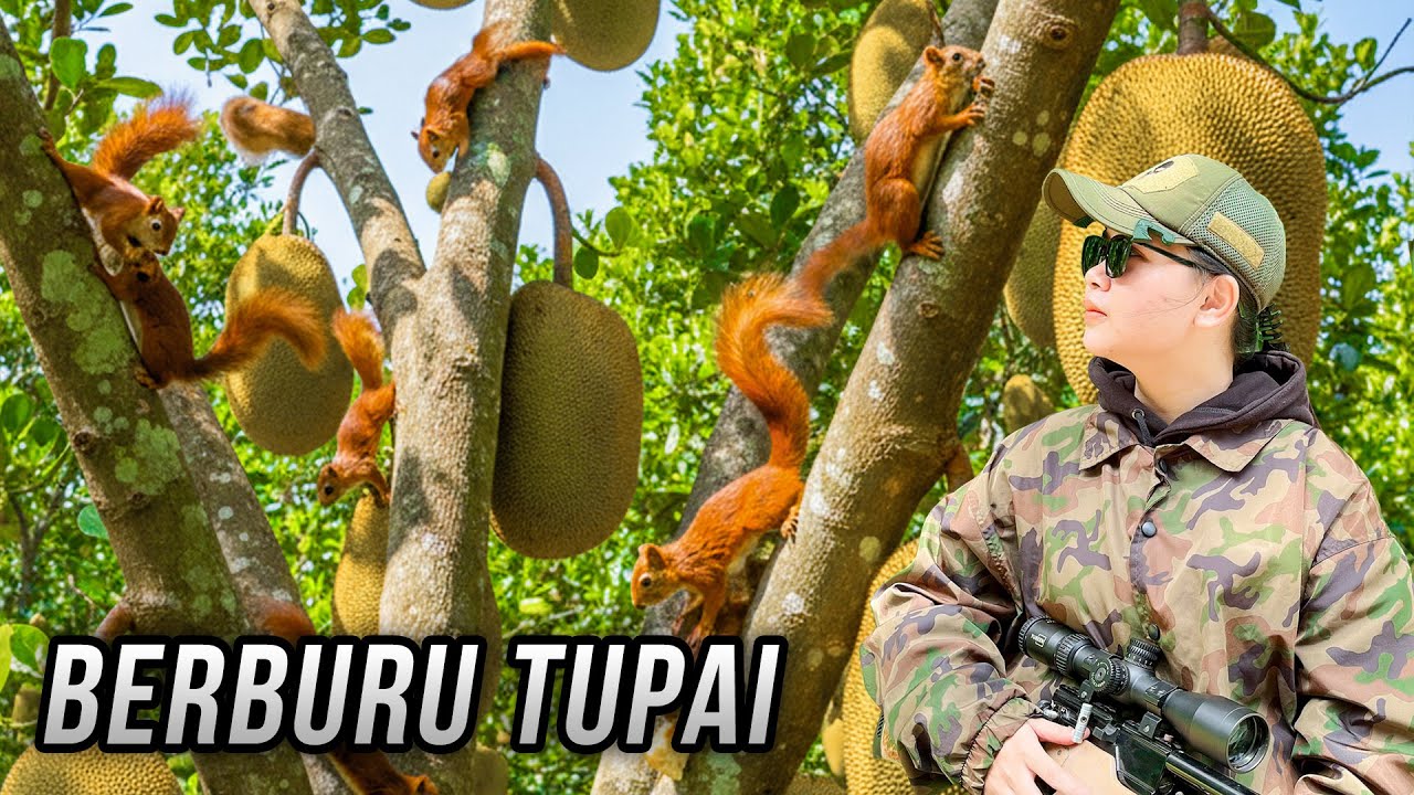 BERBURU HAMA TUPAI YANG MERESAHKAN