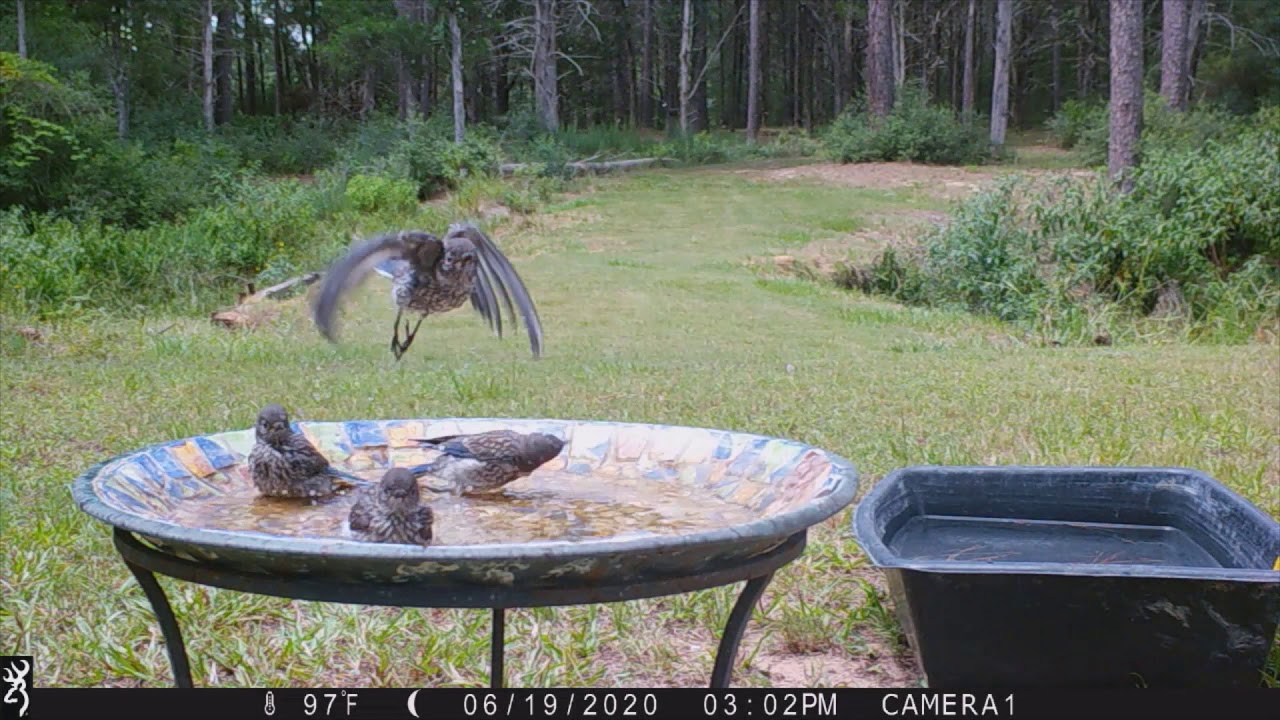 Blue Bird Family Swimming Pool