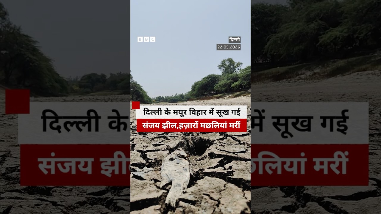 Delhi की संजय झील में पानी सूखने से मरी कई मछलियां #delhi #fish