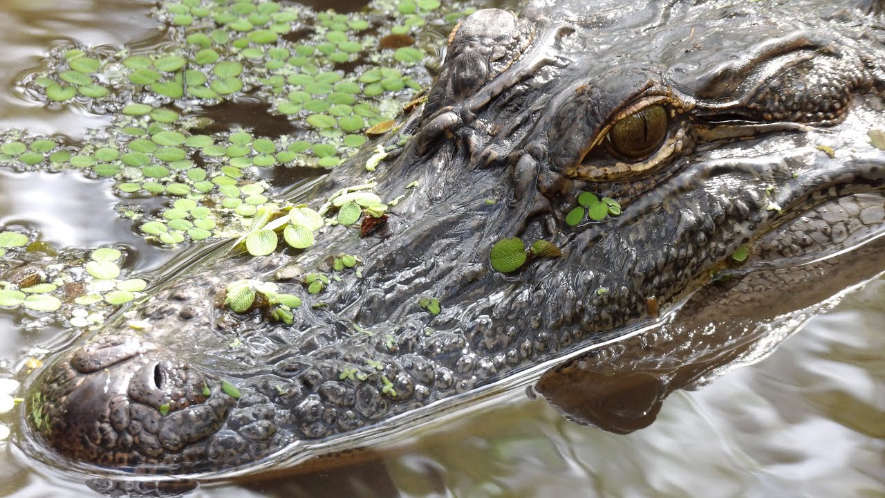 Cajun Encounters Honey Island Swamp Tour Louisiana 2022 | What I Saw