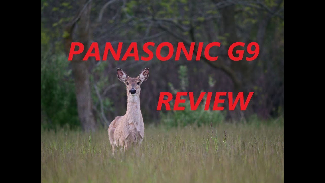 PANASONIC G9 ----  WILDLIFE Real World Review  (2020)