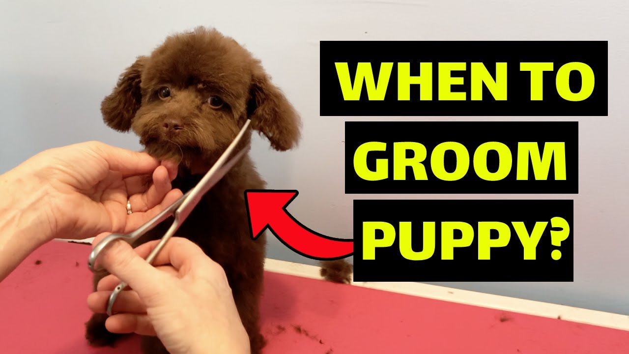 When To First Groom Your Puppy?! (DOG GROOMERS OPINION)