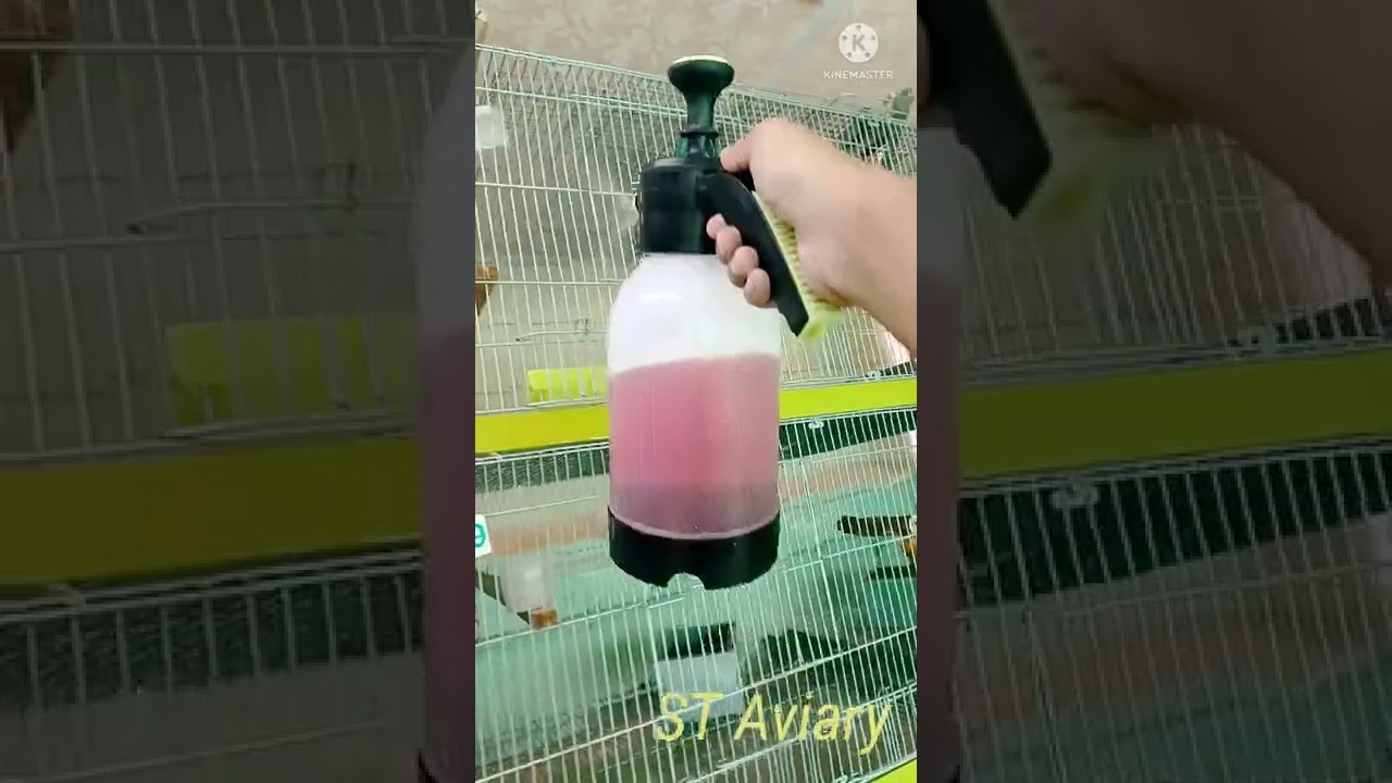 HoW to Spray Virkon -S on Birds And Cage