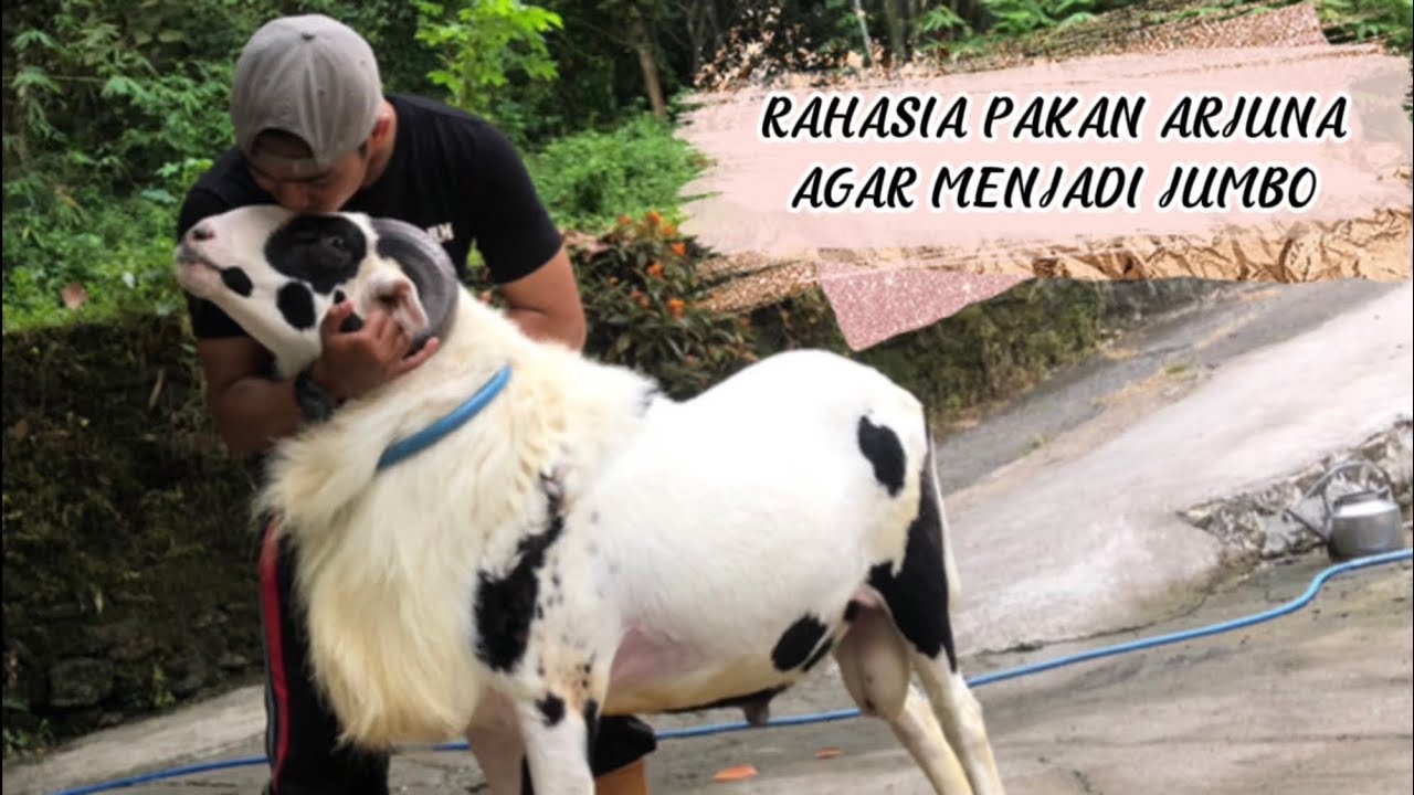 Bongkar Rahasia Pakan DOMBA Super Kontes | KOLONJONO FARM