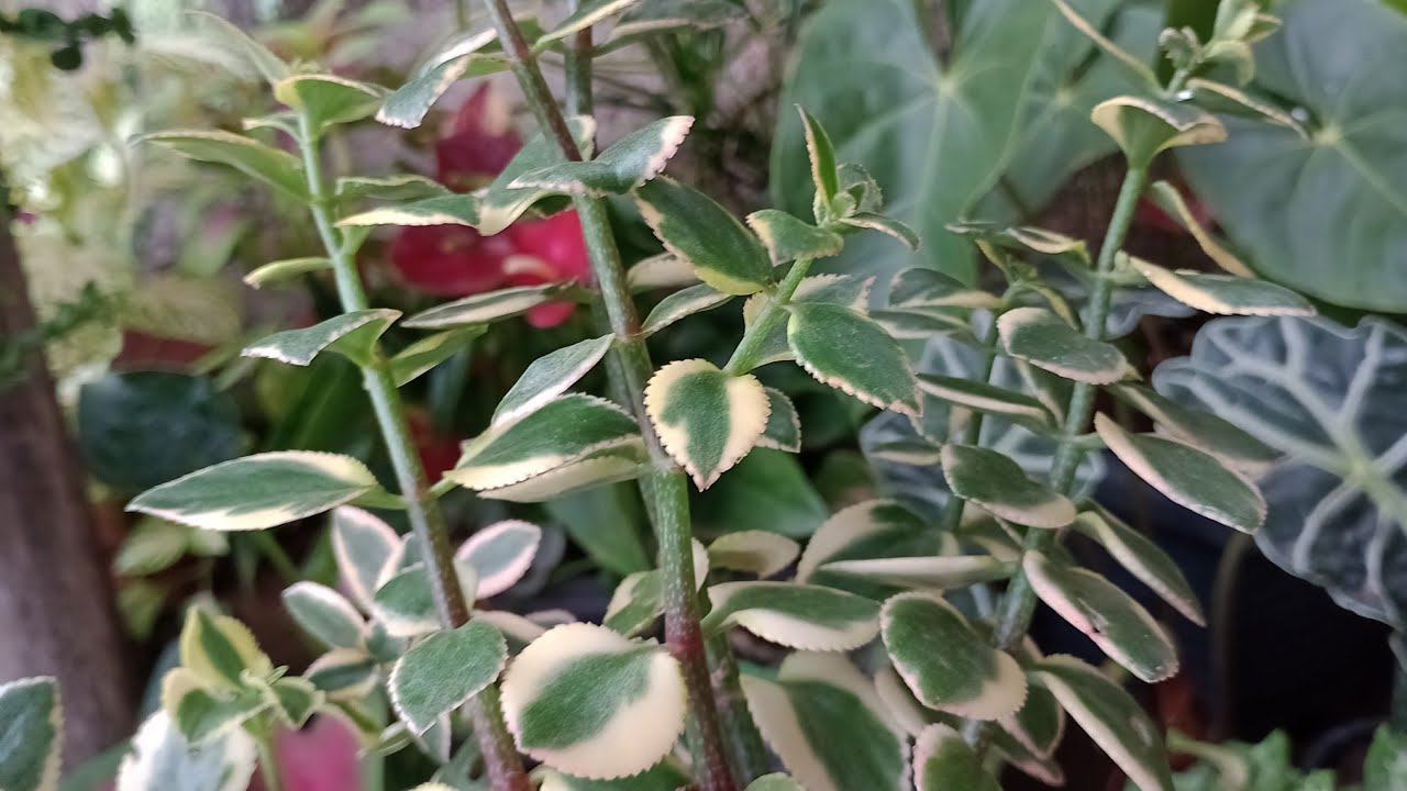 Plantas Lindas (Mostrando um pouco de cada)