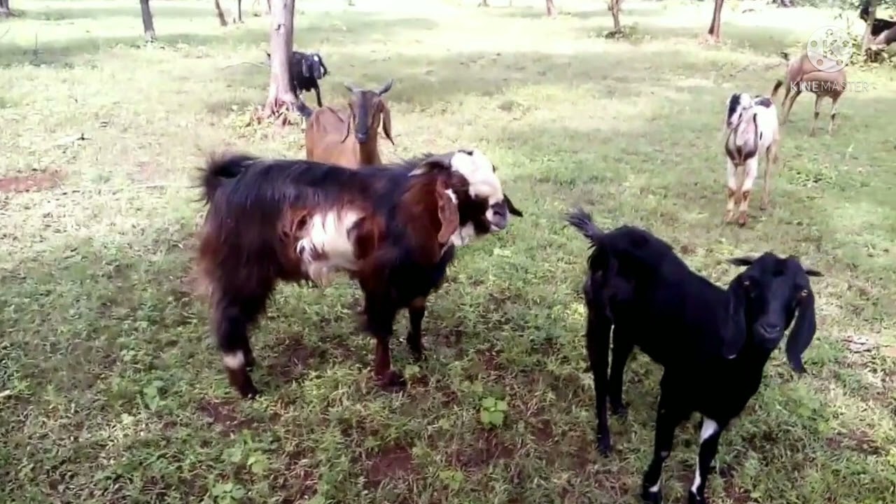 बकरा बकरी मे प्यार