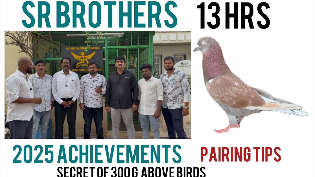 SR BROTHERS part 2 pairing tips ,techniques and achievements ￼