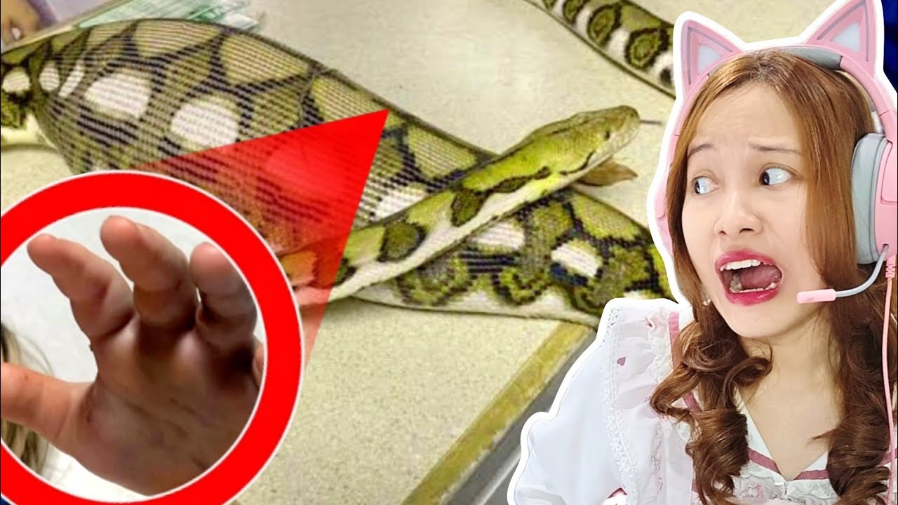 DIMAKAN ULAR RAKSASA?!
