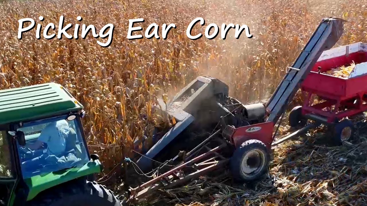Уборка кукурузы в початках с помощью John Deere 4430 и New Idea 325 | Small Farm Corn Harvest 2025