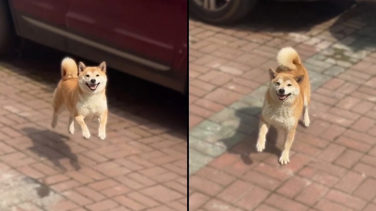 Happy Dog Can’t Stop Dancing Down Street