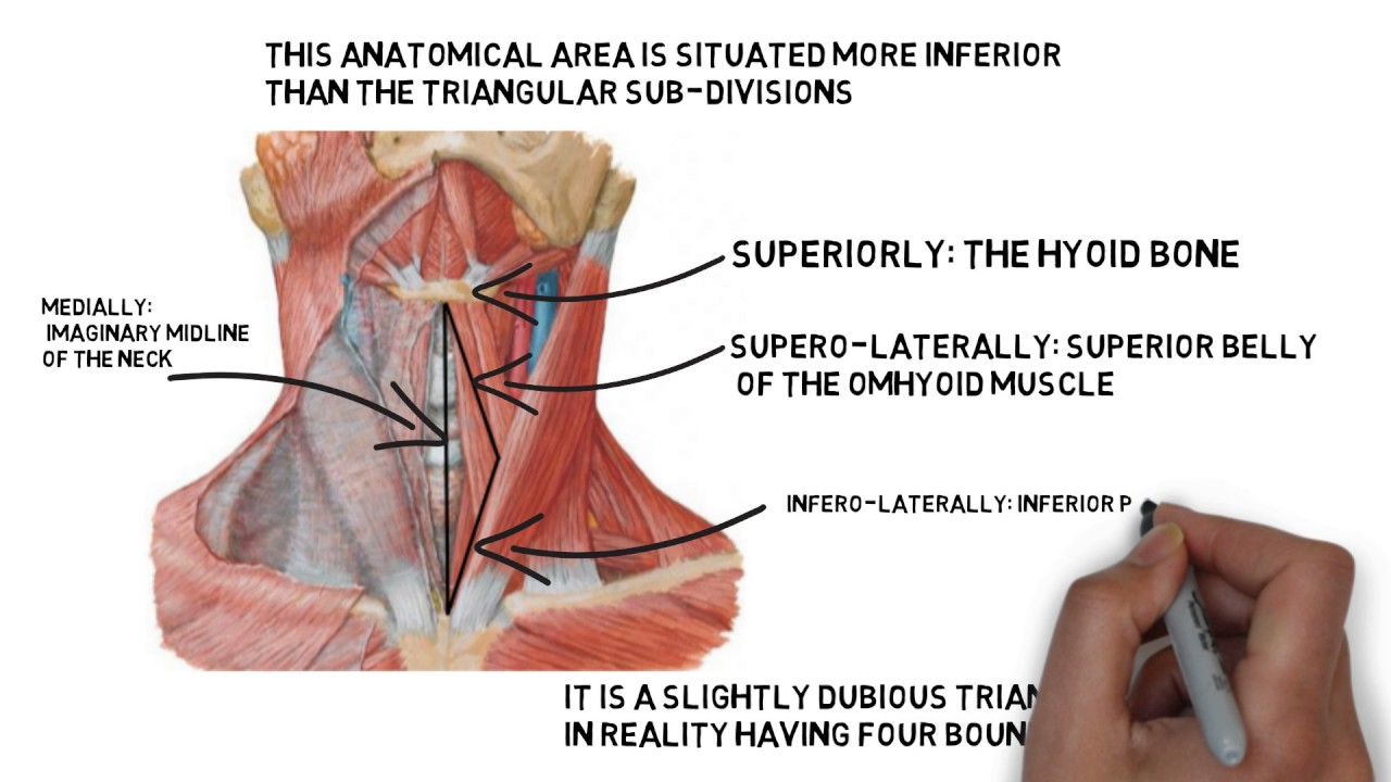 muscular triangle( inferior carotid triangle)
