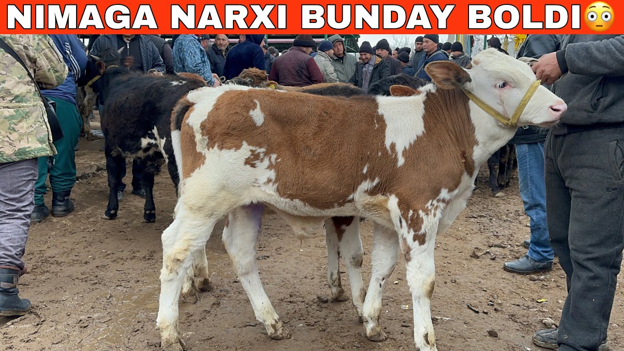 Bozorda Mol Kam 🤯Narxlar Kotarilmadimikin? Shixidon  Yosh va Boqma Buqa Narxlari#2026 #molbozor 