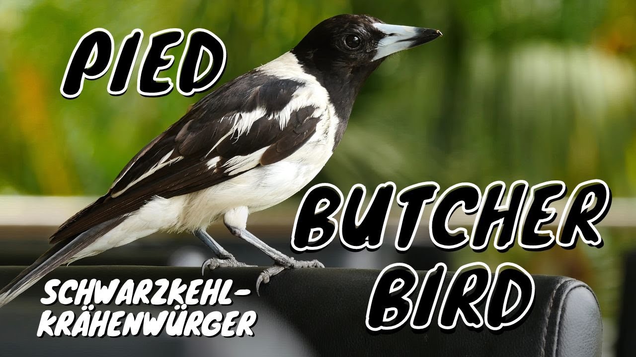 Pied Butcherbird (Cracticus nigrogularis) / Schwarzkehl-Krähenwürger [3]