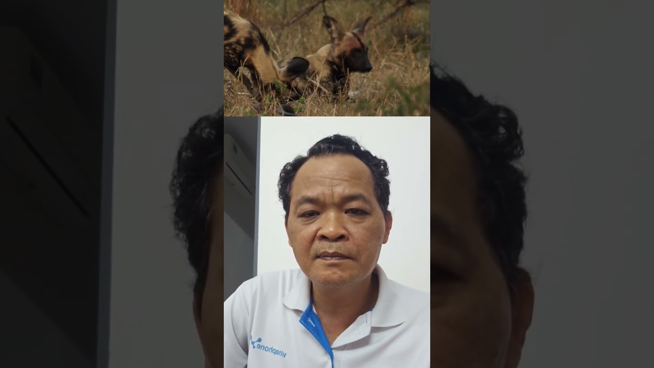 Ch&oacute; Hoang Ch&acirc;u Phỉ kẻ săn mồi tuyệt đỉnh. #thegioidongvat #thuvienhoangda #animals