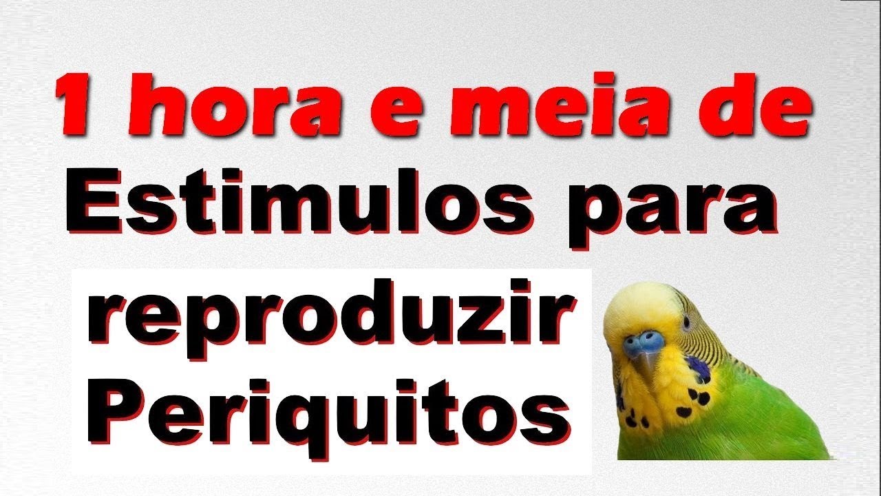 Canto para estimular seus periquitos a reproduzir mais rápido - 2018 - nascer do sol