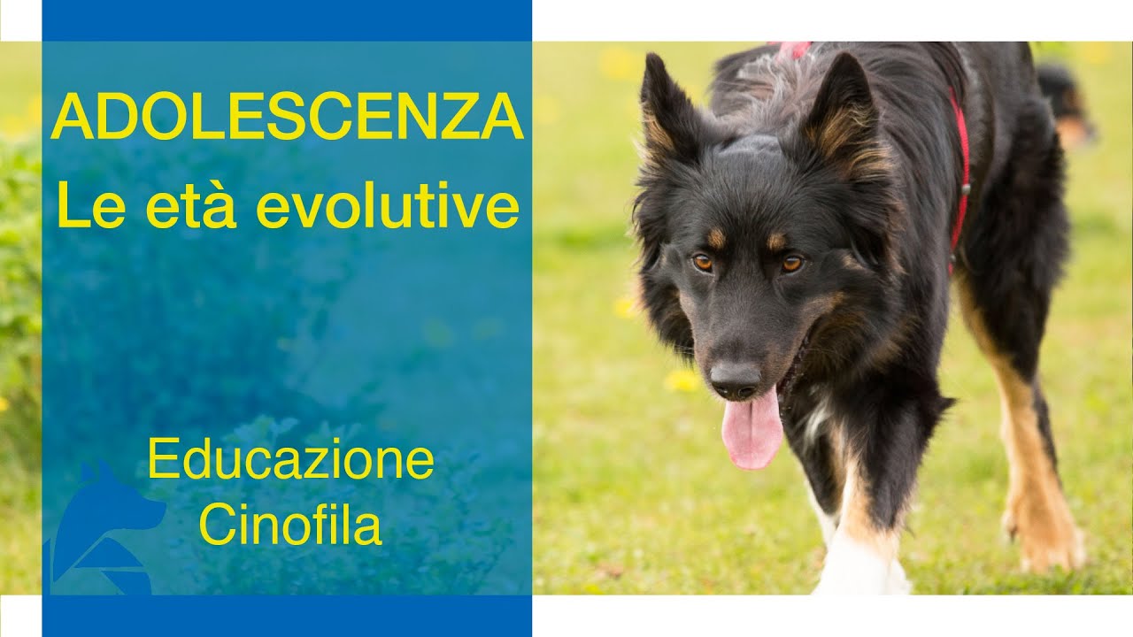L'ADOLESCENZA - le Età Evolutive del Cane