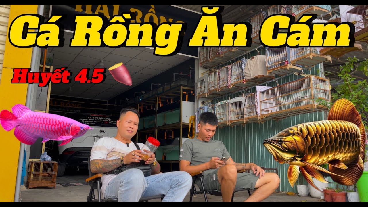 Cá Rồng Ăn Cám | Anh em Nghĩ Sao ?? | Show Huyết 4.5 Cho Anh em Lựa Chọn | Còn 4 Bé Cuối.