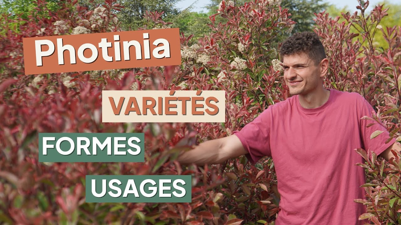 PHOTINIAS : Les différentes FORMES et VARIÉTÉS