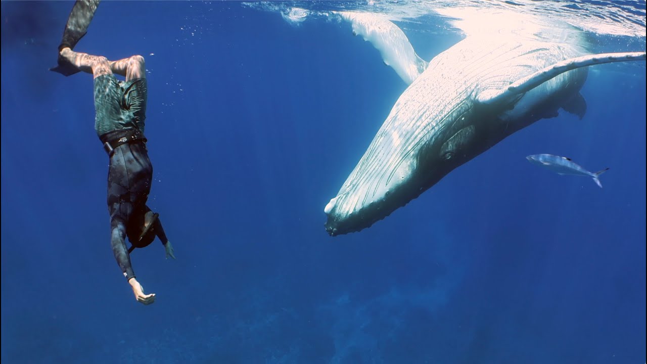 Swimming with Whales in Moorea - French Polynesia