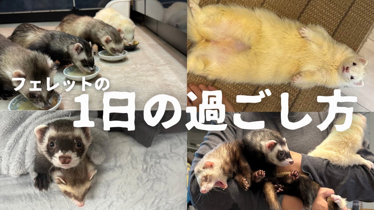 フェレットの1日の過ごし方
