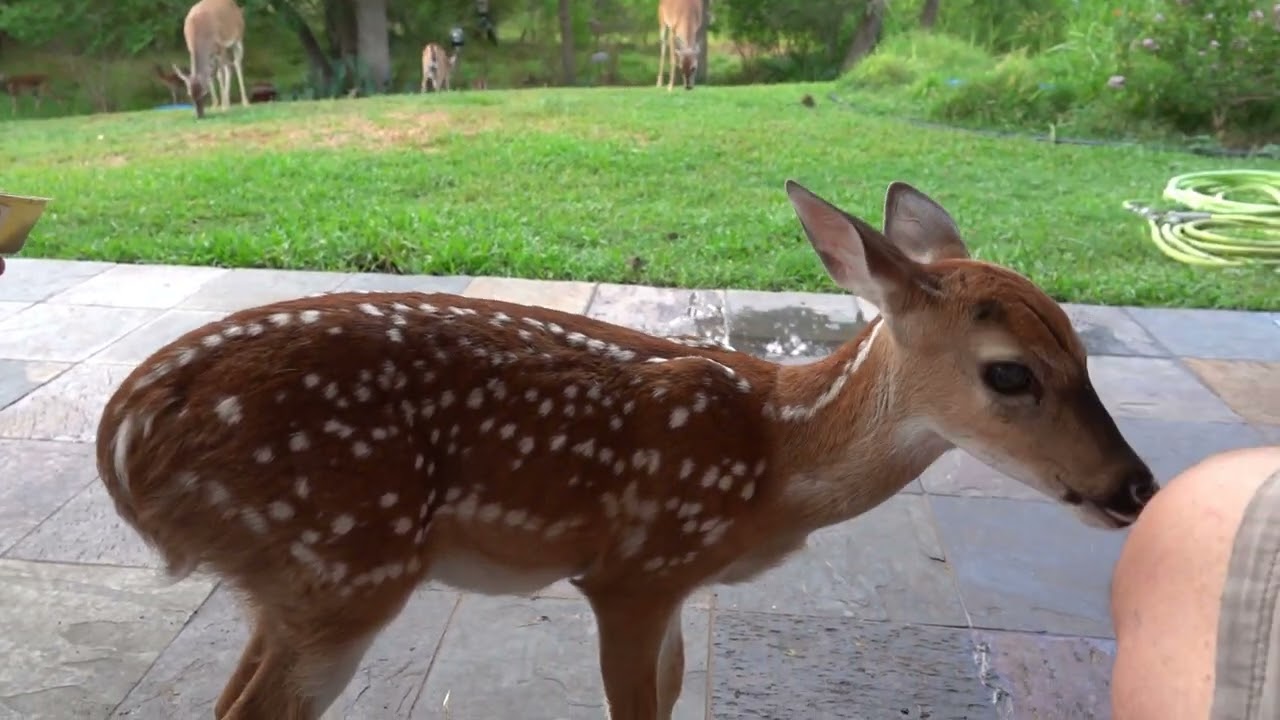 Dinner with Bambi the Whitetail Deer Fawn (day 7)
