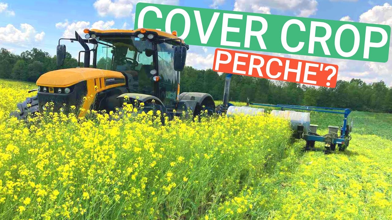 Perché DISTRUGGERE le colture è GIUSTO?? - Cover Crops