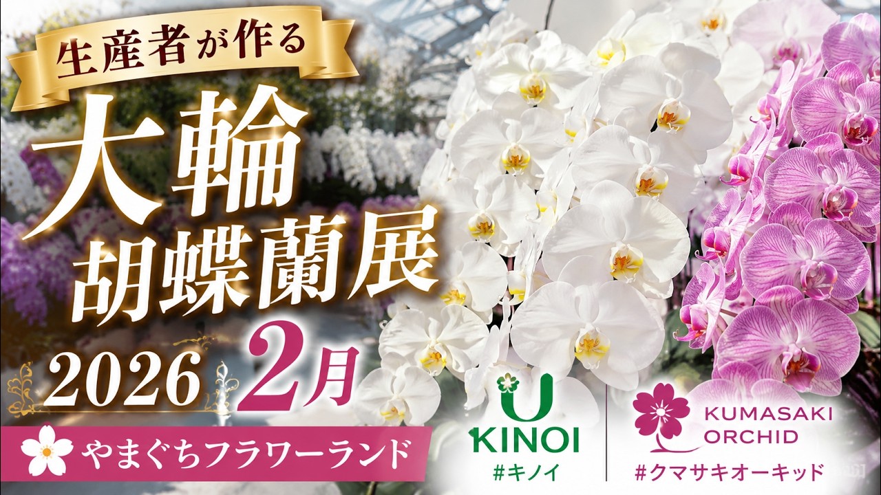 胡蝶蘭展 2026 2月 やまぐちフラワーランド #orchid #phalenopsis #キノイ #クマオーキッド