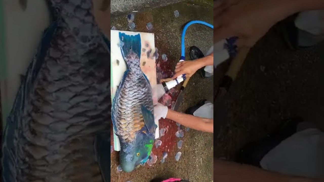 アオブダイを捌く