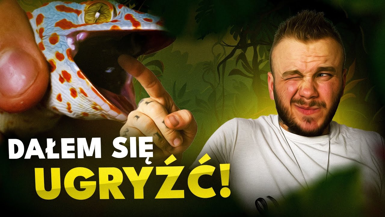 !NAJGROŹNIEJSZY GEKON NA ŚWIECIE! ZOBACZ SAM