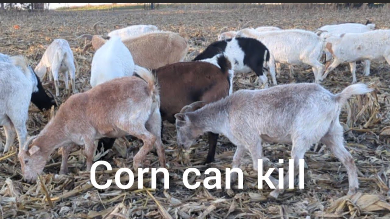 Ruminal Acidosis and grazing corn stalks