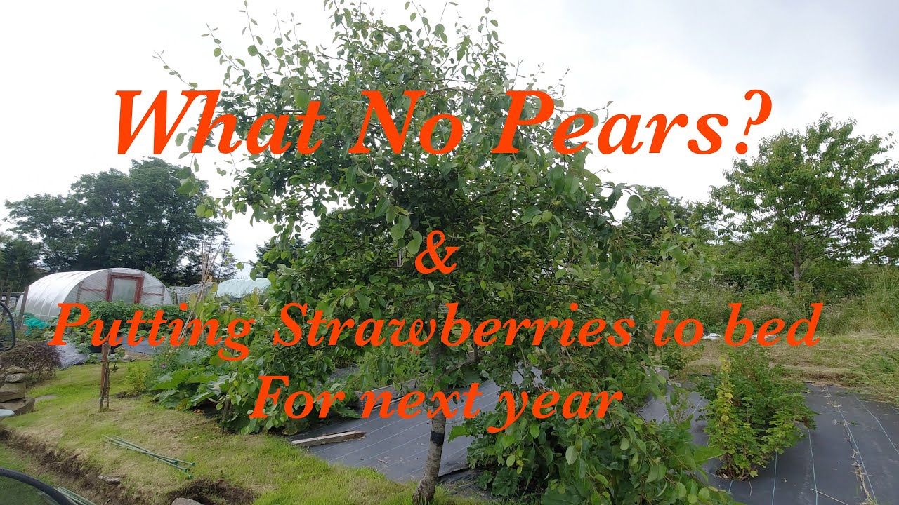 What No Pears ! | Preparing Strawberries For Winter | Allotments For Fun and Food