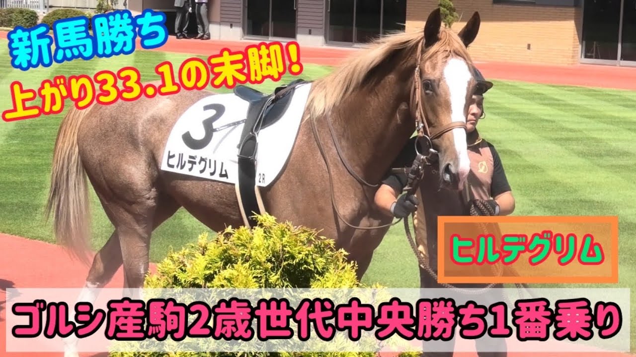 【ゴールドシップ産駒】新潟開幕週のマイルで勝利✨規格外なブロンズ美女ヒルデグリムがゴルシ産駒の中央2歳新馬勝ち一番乗り！