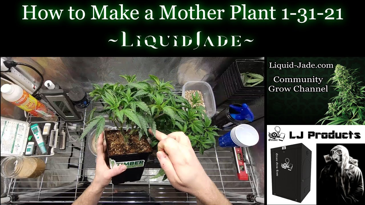 How to Make a Mother Plant 1-31-21
