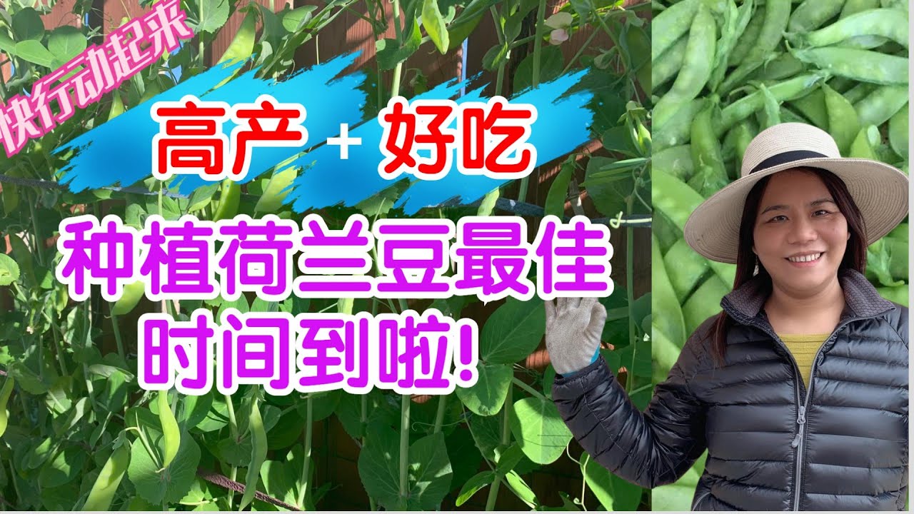 【高产+好吃】掌握好种植时间，你的荷兰豆高产又好吃2021。 现在就把荷兰豆种起来吧！