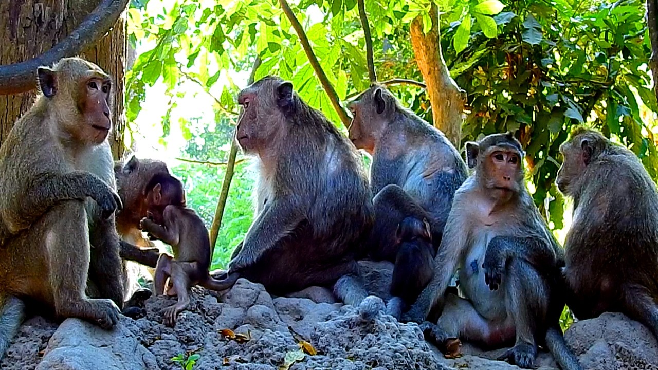 Monkey Jane's Dynasty: JAZZY & JONNA