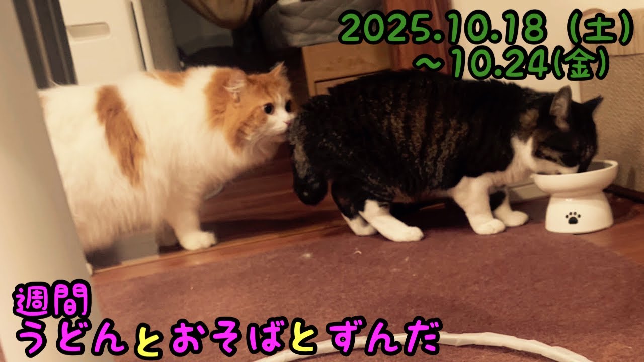 「猫のゴロゴロ音」「冬がやって来る」などの動画を３分でまとめました