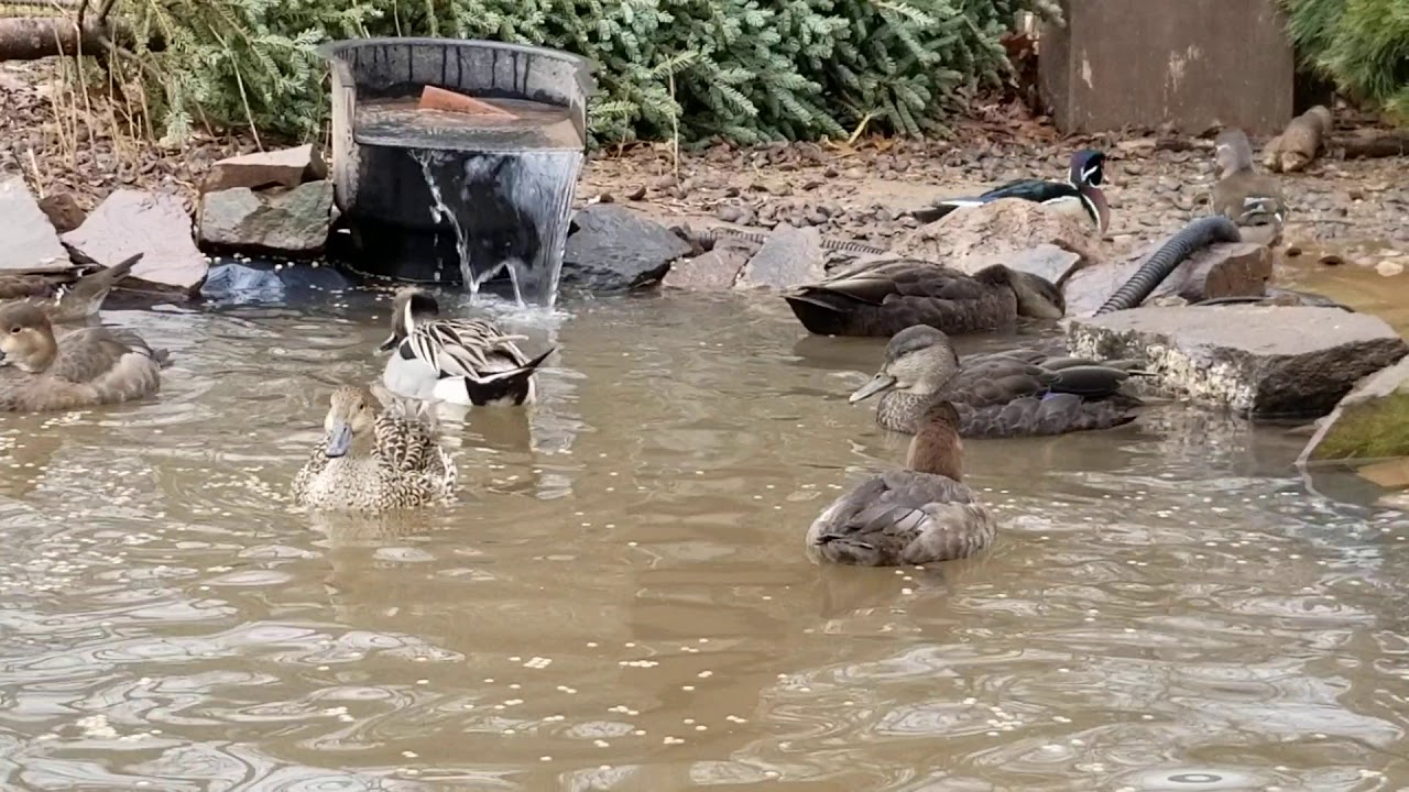Waterfowl Aviary February 2020