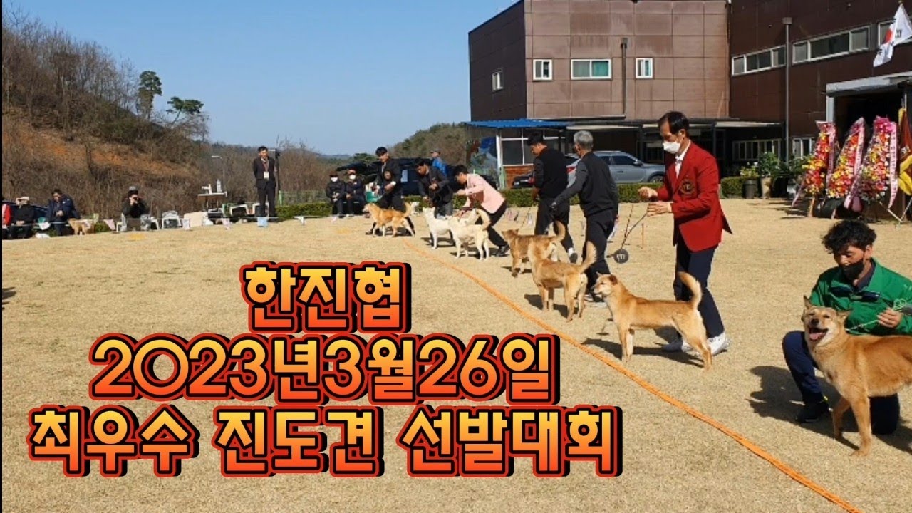 한진협 최우수 진도견 선발대회