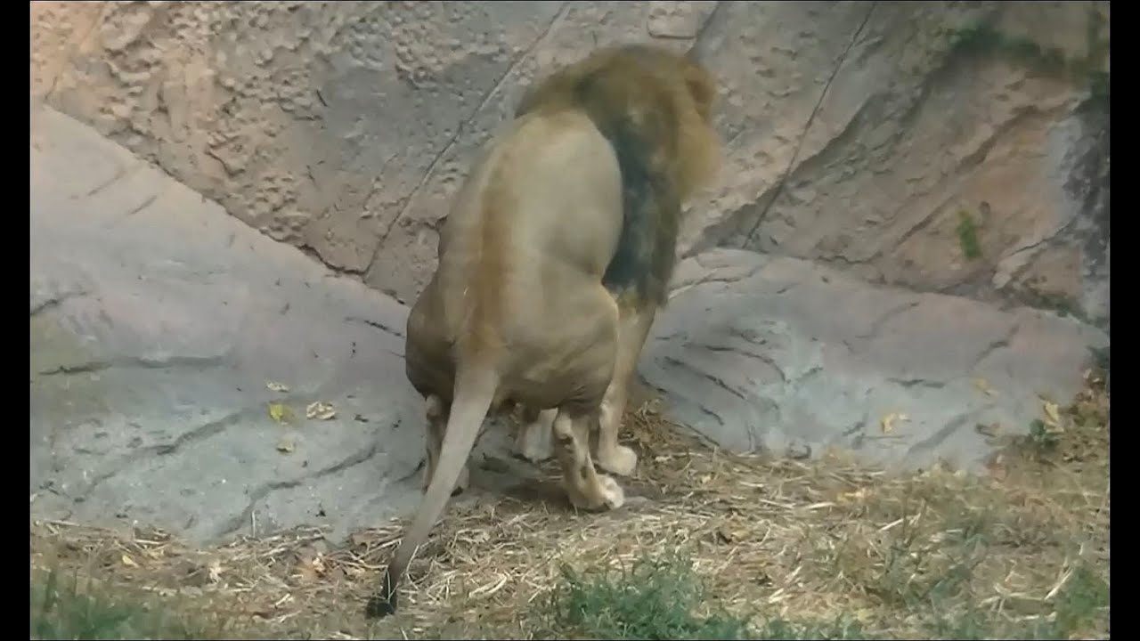 ライオンがウンコをする瞬間 / 東山動物園
