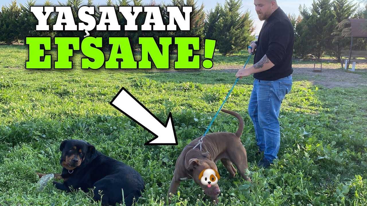 YENİ ERKEK Pitbull REDNOSE GÜVERCİN DÜŞMANI ÇIKTI