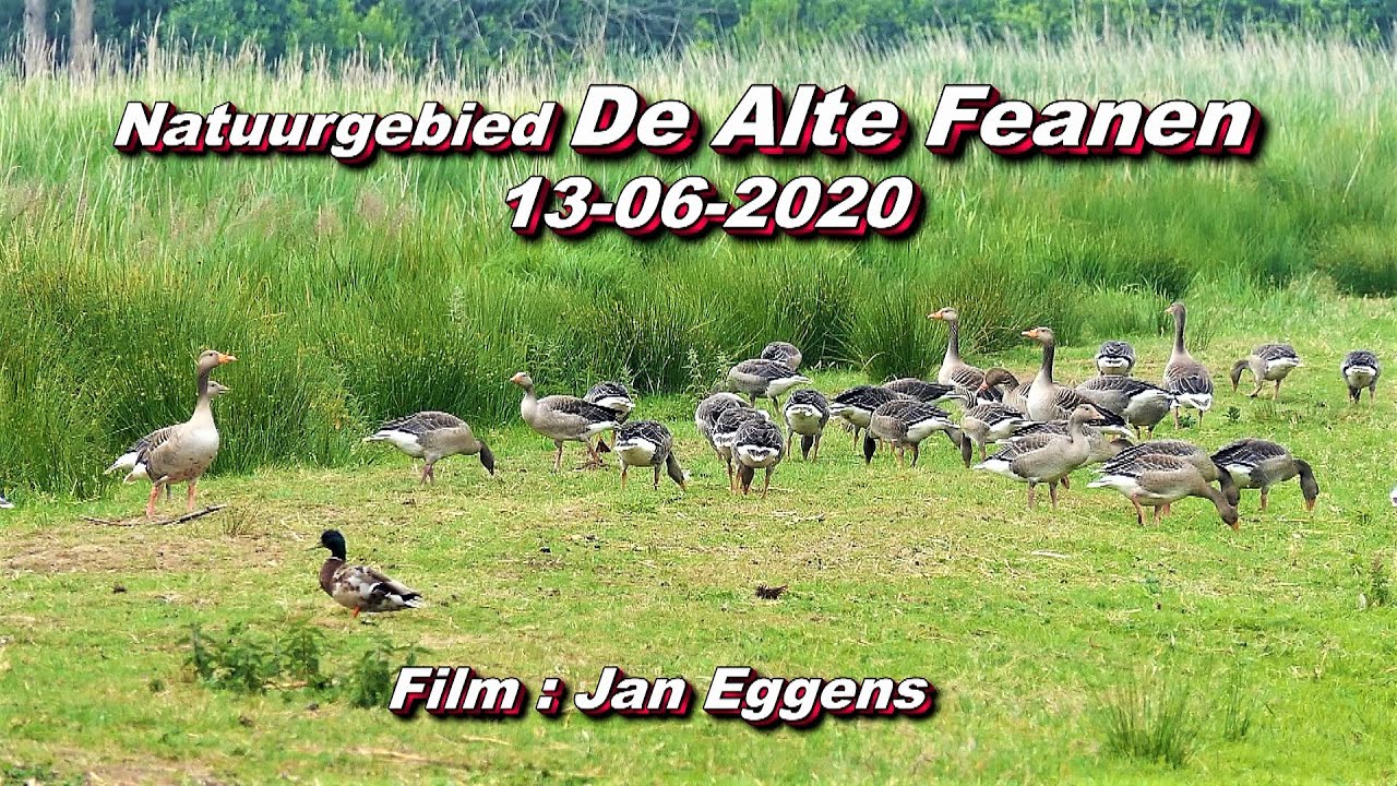 Natuurgebied De Alde Feanen 13 06 2020