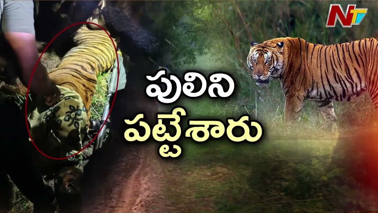 ఆపరేషన్ సక్సెస్ : ఎట్టకేలకు చిక్కిన పెద్దపులి | Tiger Hulchal in East Godavari District | NTV Telugu