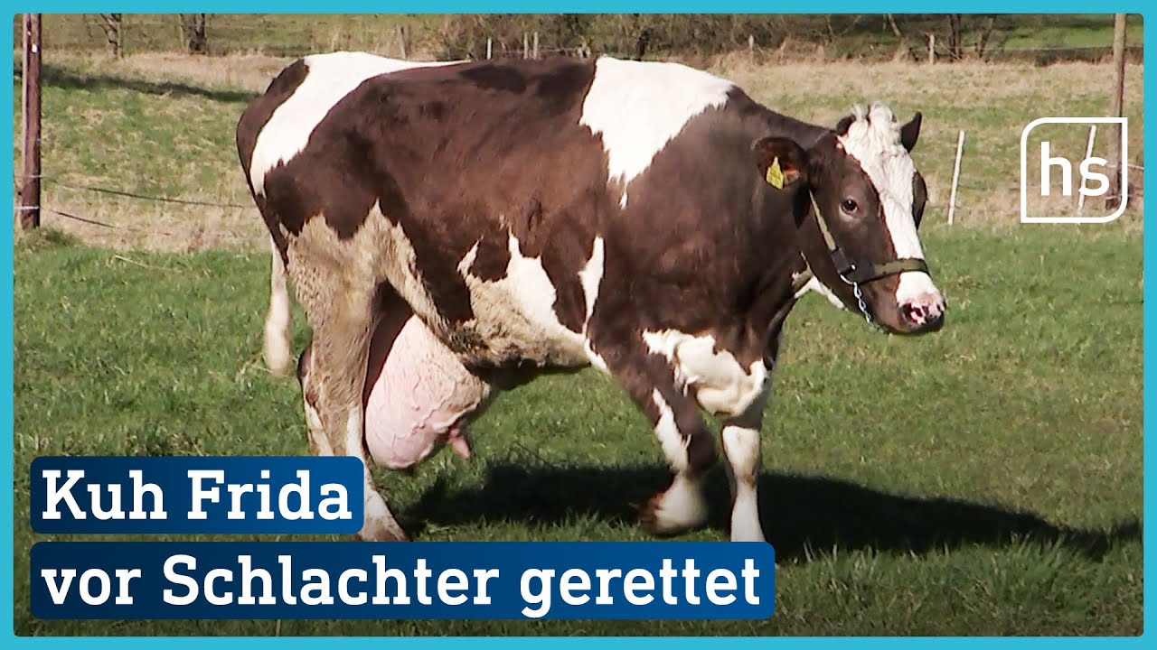 Gnadenhof statt Schlachter - warum Kuh Frida weiterleben darf | hessenschau