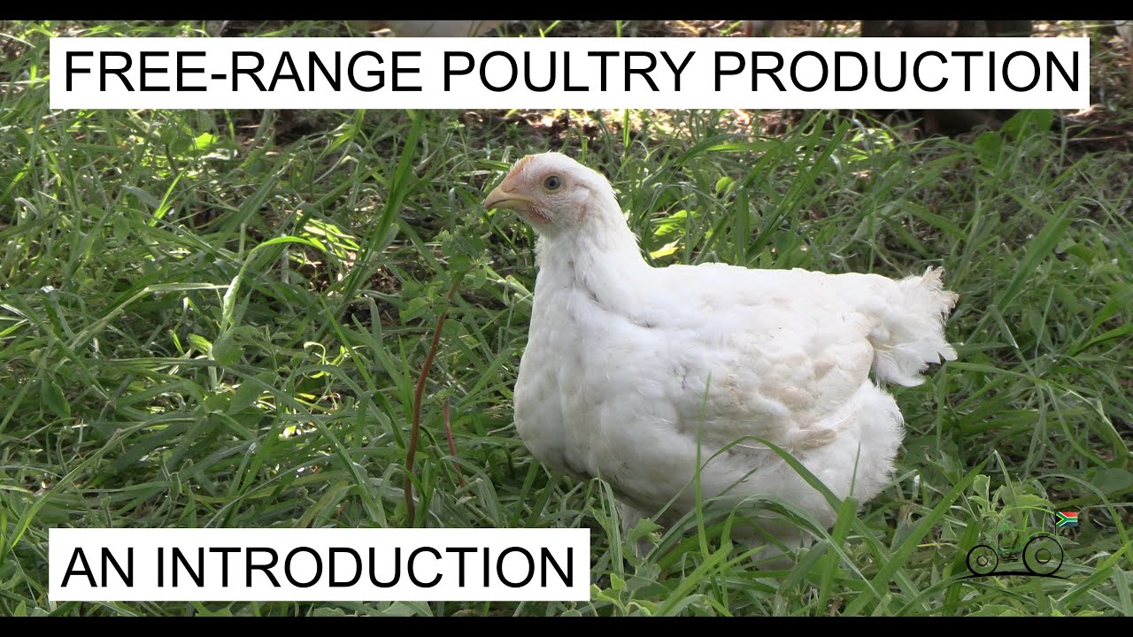 Free-Range Poultry Production in South Africa. Part 1.