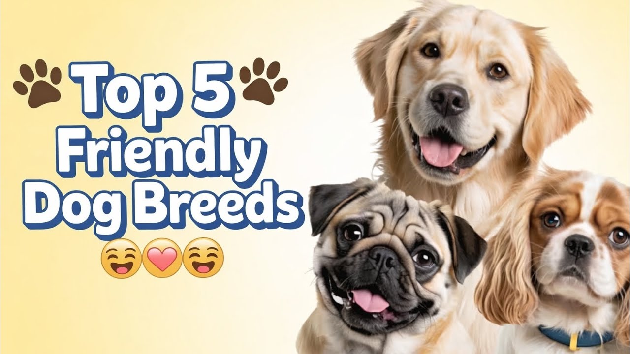 Budget Friendly Dog Breeds | Best Dog Breeds Under 10000 | Cheapest Dog Breeds In India