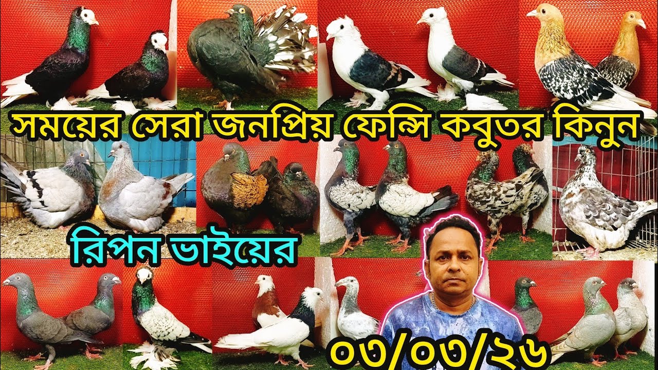 রিপন ভাইয়ের সময়ের সেরা জনপ্রিয় ফেন্সি কবুতর কিনুন | pigeon video |