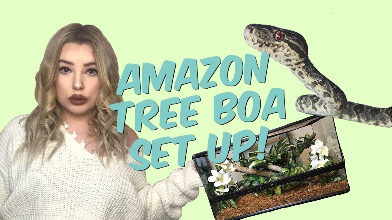 SETTING UP MY AMAZON TREE BOA ENCLOSURE! ( mite updates! )
