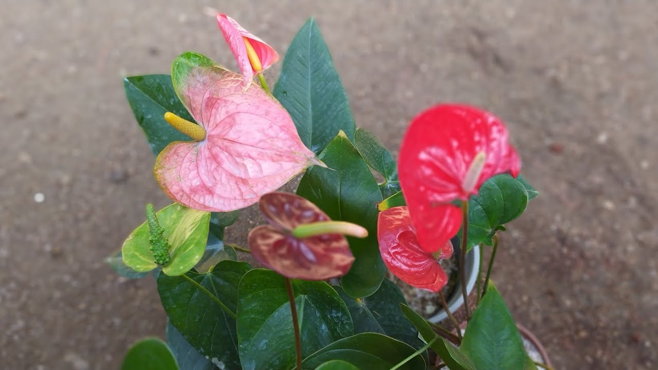 No:671 බිග් මදර් ප්ලාන්ට් හොයපු අයට මල් පිරැණු වර්ග 4ක්ම රැපියල් 5500ක් විතරමයි.0752878676